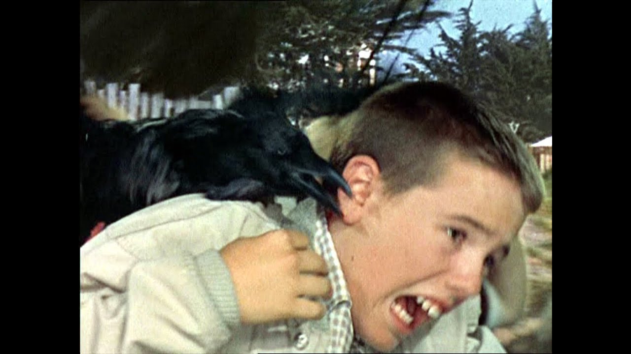 bird attacks man youtube bird attacks man youtube