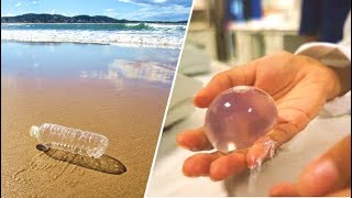 Edible Water Bubble Gets Set To Replace Plastic Bottles