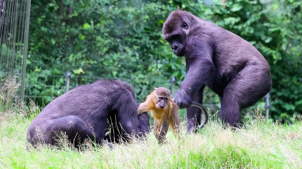 Gorilla's VS Mangabey