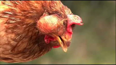 Qual o remédio para coriza de galinha?