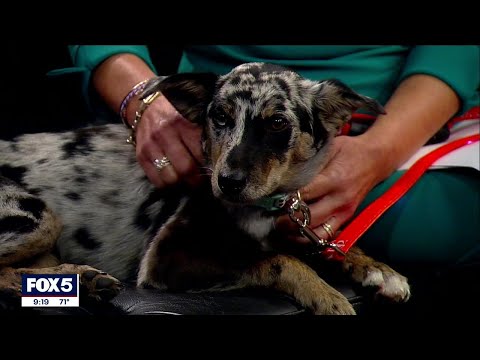 Video: Senior Pes Rescue: Přijetí staršího psa