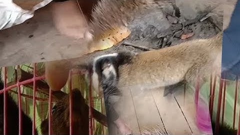 los nawb los nawb nrog kuv mus saib 3 yam tsiaj hav zoov (28/8/2022)