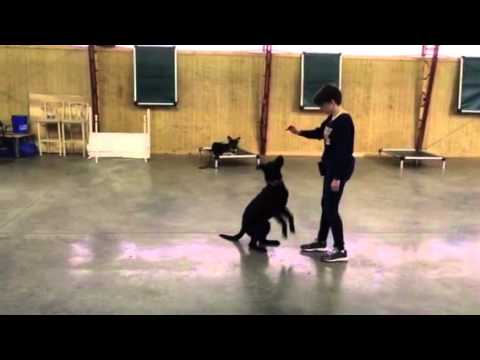 video phone beyonce mp3 German Shepherd Male
