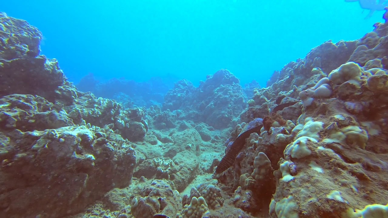 Zebra Moray Eel at Ulua YouTube