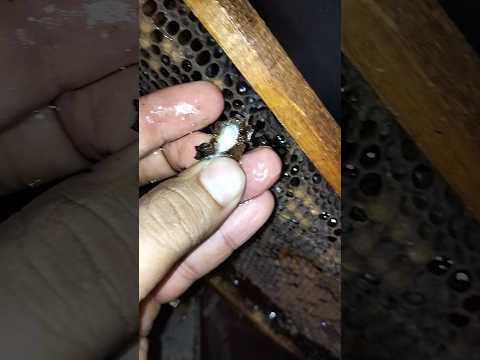 غذاء ملكات النحل