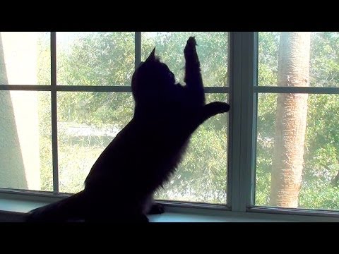 cat-vs-lizard---black-cat-security-system!