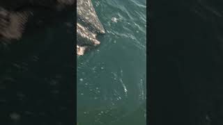 Amazing portland caught bass from Weymouth fresh fish