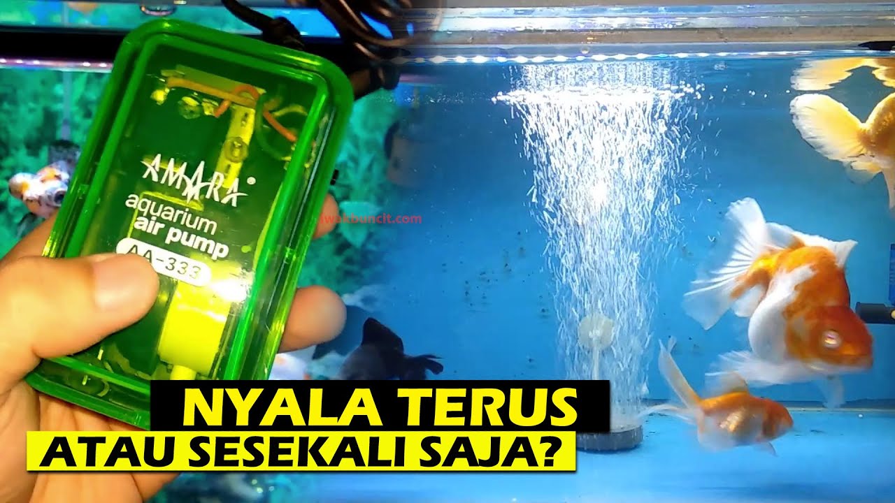 Apakah Aerator Aquarium Wajib Dinyalakan Terus atau Diwaktu Tertentu Saja