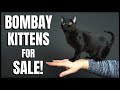 Bombay Kittens for Sale! の動画、YouTube動画。
