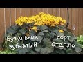 БУЗУЛЬНИК ЗУБЧАТЫЙ в нашем САДУ/Немного о сортах и уходе