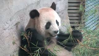 Pandas und weitere lustige Tiere im Zoo Berlin