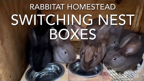 Why Your Baby Rabbits Need Better Nest Boxes