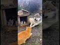 "Unbelievable! Mother Cat Fights WOLF To Save Her Baby! 🤯 #cat #animalrescue