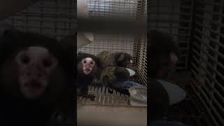 marmoset Baby so cute by yumi ocho vlog 32 views 10 months ago 1 minute, 15 seconds