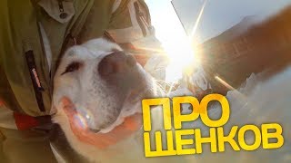Все щенки нашли своих мам и пап // Среднеазиатская овчарка Все щенки нашли своих мам и пап // Среднеазиатская овчарка