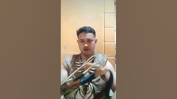 hulu tanduk rusa asli