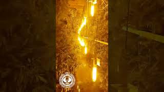 Two cannabis crops found in western warehouses