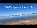 Рыбалка на донку с берега.Ловим КАРАСЯ на Волге.