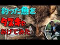 【釣り動画】エゾタヌキに釣りたての魚をあげたら可愛すぎて癒された！Give the raccoon a fresh fish