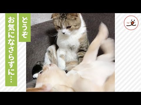 遊んでいるワンコを気長に待つニャンコ😺【PECO TV】