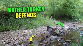 Hen Turkey Tries to Drive Raccoon Away From Her Chicks