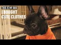 【豆柴とフレブルの日常】フレブルの子犬に洋服を着せたら、囚人感が凄かった... -I BOUGHT CUTE CLOTHES-