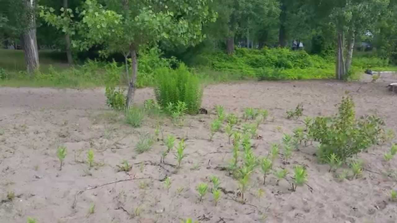 ARRMA Talion BLX 6S At The Beach
