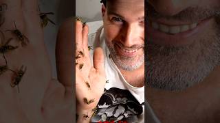 A Handful Of Yellow Jacket Wasps! #fyp #viral #hornetking #wasp