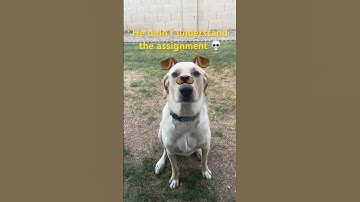 Bro didn’t understand the assignment #dog #funny #music