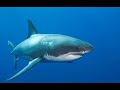 为什么鲨鱼特别害怕海豚，是因为打不过吗？答案说出来都不敢信