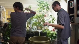 Shredding $1 million worth of weed