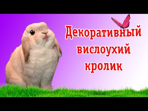 Видео: Какой самый маленький вислоухий кролик?