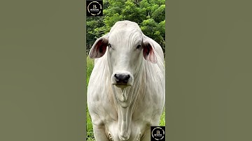 Sapi simental x brahman #agro #sapimakan #cow #sapipedaging #sapi #sapilucu #animals