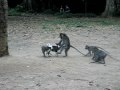 Monkeys Love Puppy