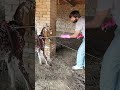 Goat Saved from Snake Bite Farm Animal Rescue in Time #snake #snakerescue #animals