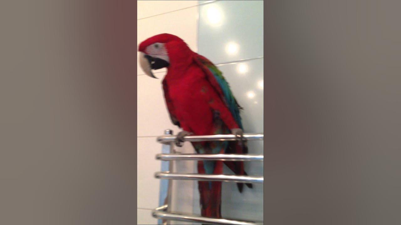 Фото попугая кузи в телогрейке. Кузя птичка. Попугай кузя. Попугай кузя. Попугай кузя.