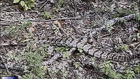 Wild Rattlesnake Strike w/ Slow Motion views