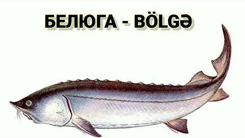 Azerbaycanda Balıqların Adları və Rusca Qarşılığı. Balıq ovu. Sazan balığı