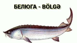 Azerbaycanda Balıqların Adları və Rusca Qarşılığı. Balıq ovu. Sazan balığı