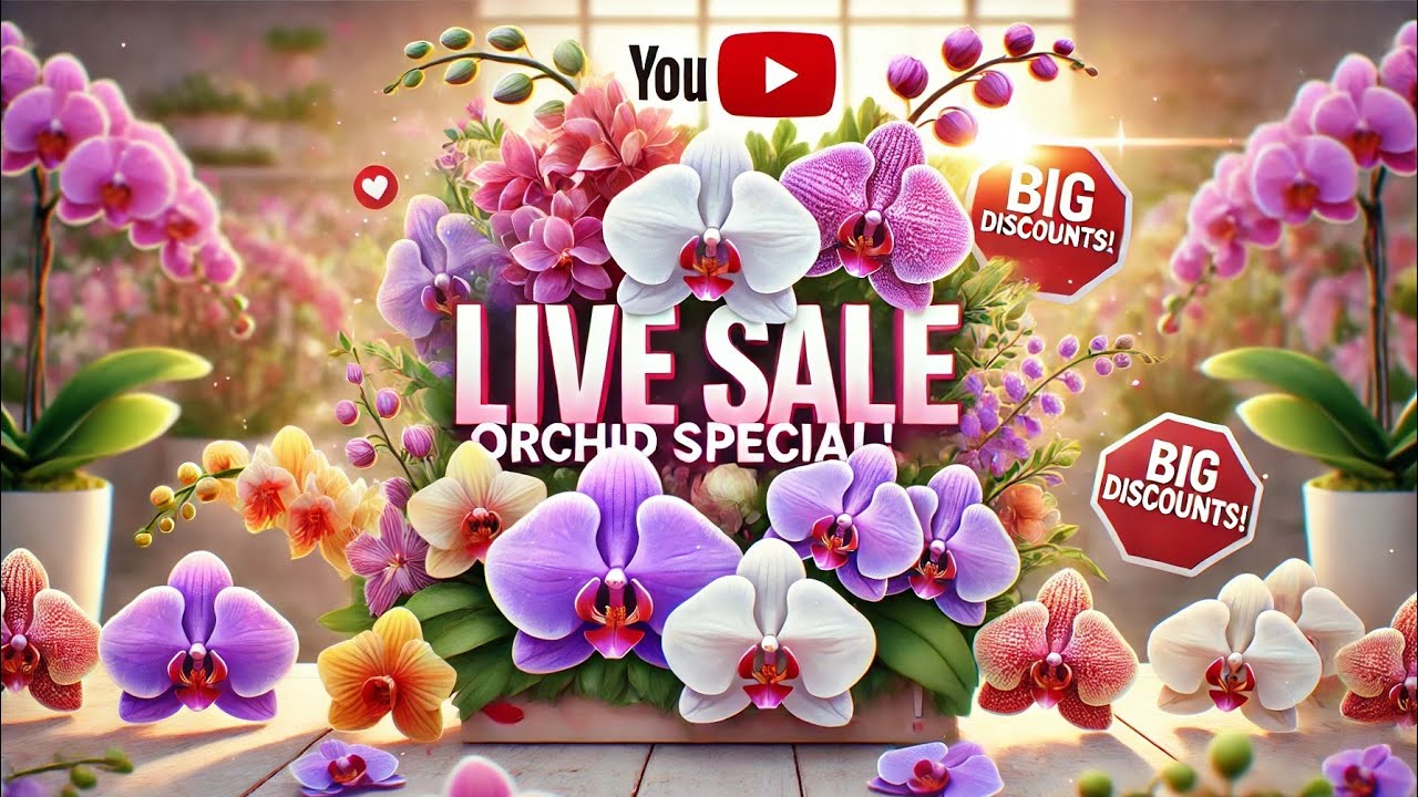 🔴LIVE SALE 😍Obral anggrek dendro super sale panenan terbaru 🤗🥰
