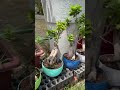 Bonsai Plants - Bring Good Luck to your Loved Ones #bonsai #bonsaiplants #plants #shorts
