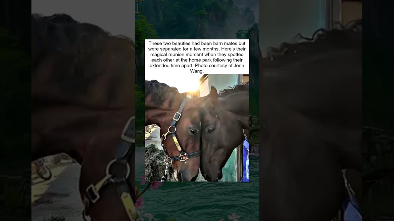Two Horses Reunite After Months Apart 