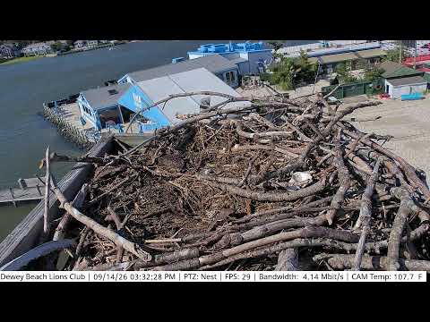 Dewey Beach Osprey Nest live cam preview