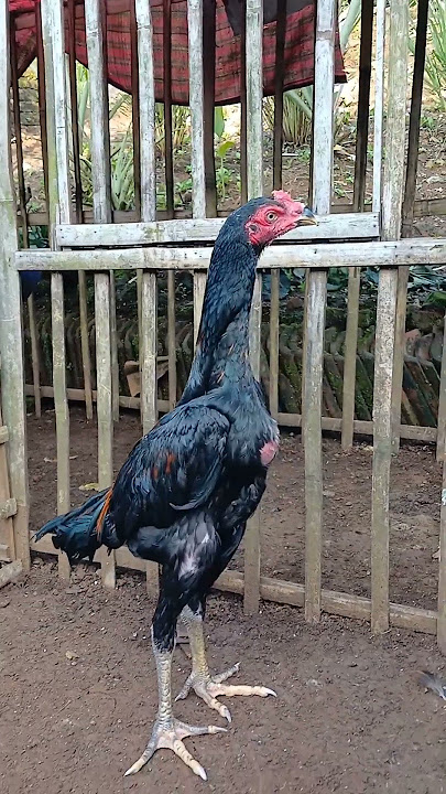 Ayam Pama Ninja Usia 3 Bulan#ayampama#ayampamaninja#ayampamaiq#ayampamangon#ayambangkok l#funny#fyp