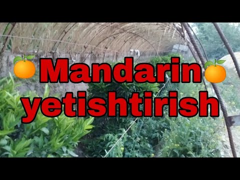 Video: Mandarin etishtirish: mandarin daraxtlarini parvarish qilish bo'yicha maslahatlar