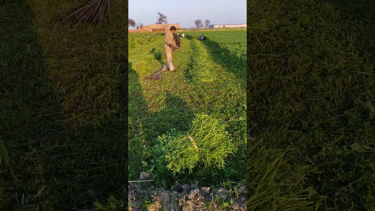 3rd cutting of Barseem(Shatala)