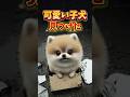 可愛い子犬を見つけた結果。 #感動する話