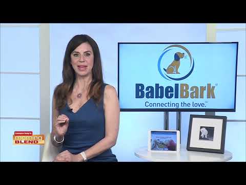 Video: Köpeğin Yılı Olarak 2018'de Havlamak