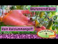 Blütenendfäule bei Topftomaten. Ein einfaches Mittel schützt Deine Tomaten!