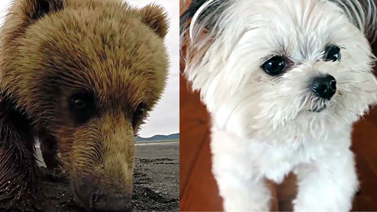 TOP VIRAL VIDEOS OF AUGUST 2015